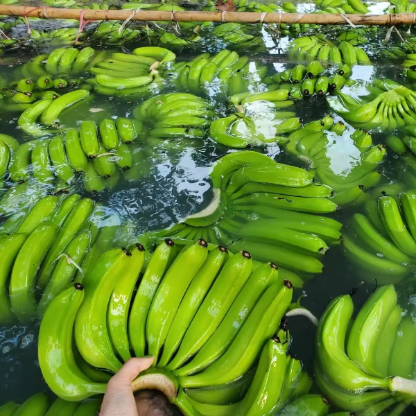 banana Fresh Bananas