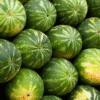 Fresh Watermelons