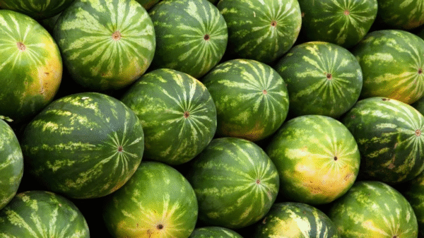 Fresh Watermelons